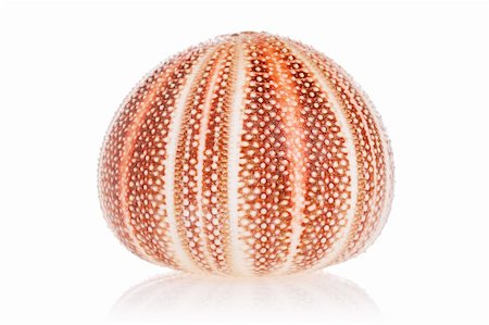 simsearch:400-03950073,k - English Sea Urchin isolated on white background Fotografie stock - Microstock e Abbonamento, Codice: 400-03950072