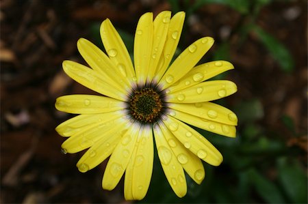 simsearch:400-03957427,k - an image of a Yellow Flower with water droplets Foto de stock - Super Valor sin royalties y Suscripción, Código: 400-03950616