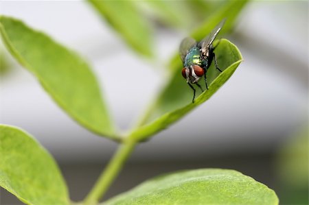 simsearch:859-07961775,k - A macro shot of a green fly perched on a green leaf Fotografie stock - Microstock e Abbonamento, Codice: 400-03950629