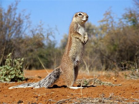 simsearch:400-05888526,k - Inquisitive ground squirrel (Xerus inaurus), Kalahari, South Africa Photographie de stock - Aubaine LD & Abonnement, Code: 400-03950692