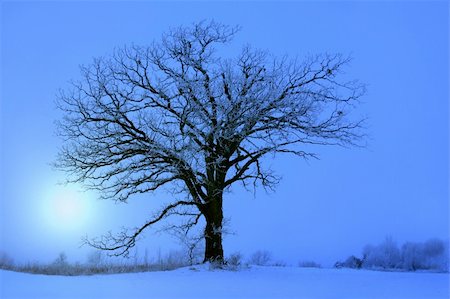 Hoar frost on a beautiful large oak tree in the winter. Stock Photo - Budget Royalty-Free & Subscription, Code: 400-03950795