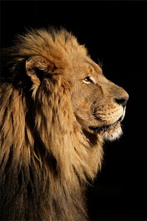simsearch:614-03784233,k - Side portrait of a big male African lion (Panthera leo), against a black background, South Africa Foto de stock - Super Valor sin royalties y Suscripción, Código: 400-03950900