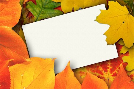 simsearch:400-03936880,k - Blank card surrounded by beautiful autumn leaves      More autumn photos in my portfolio Stock Photo - Budget Royalty-Free & Subscription, Code: 400-03950948