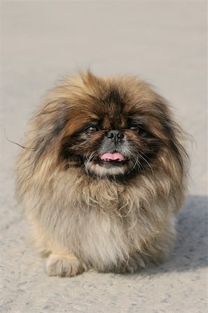 simsearch:632-06118723,k - Pekingese dog with its tongue hanging out. Foto de stock - Super Valor sin royalties y Suscripción, Código: 400-03950940