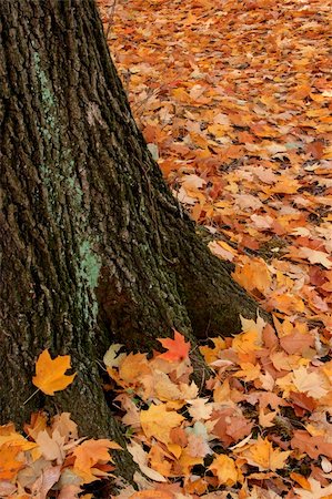 simsearch:6109-08929250,k - Colors of fall surround a tree trunk. Foto de stock - Super Valor sin royalties y Suscripción, Código: 400-03950998