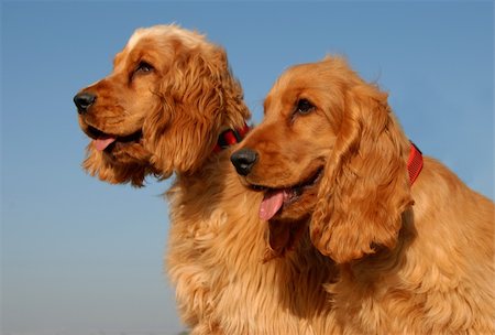 simsearch:400-04767909,k - purebred english cocker: cute hunting dogs Foto de stock - Super Valor sin royalties y Suscripción, Código: 400-03951009