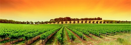 Gorgeous Orange Sky over Green Vineyard Foto de stock - Super Valor sin royalties y Suscripción, Código: 400-03951042