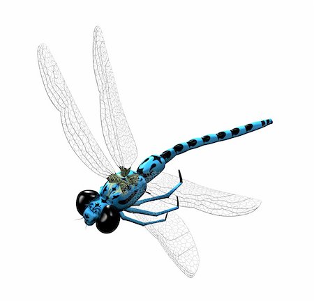 fly (insect) - 3D blue dragonfly with transparent wings and big eyes Stock Photo - Budget Royalty-Free & Subscription, Code: 400-03951054