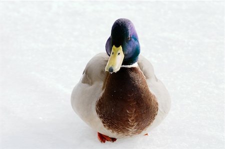 simsearch:600-09245532,k - A mallard duck on a background of snow and ice. Photographie de stock - Aubaine LD & Abonnement, Code: 400-03951178