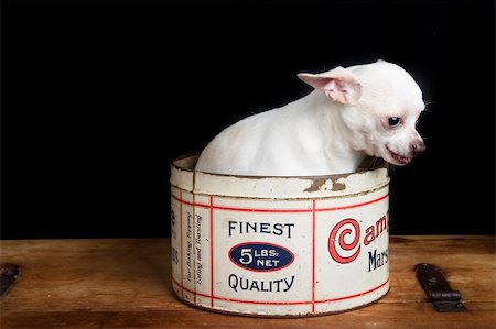 pet in a pocket - A chihuahua posing for the camera Foto de stock - Super Valor sin royalties y Suscripción, Código: 400-03951227