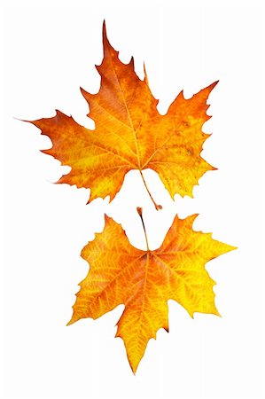 simsearch:400-05348075,k - Two maple leaves, isolated on white background Photographie de stock - Aubaine LD & Abonnement, Code: 400-03951288