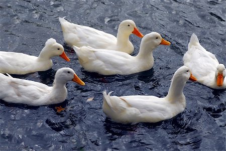 simsearch:400-04940083,k - Flock of white ducks swimming in the pond Foto de stock - Super Valor sin royalties y Suscripción, Código: 400-03951338