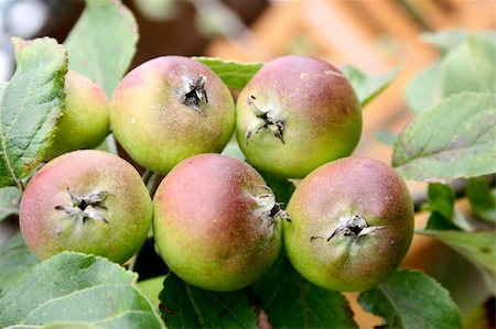 simsearch:400-07513164,k - young apples growing on a tree Stockbilder - Microstock & Abonnement, Bildnummer: 400-03951592