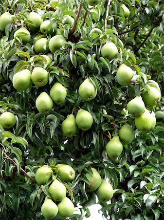 portrait of pear tree with fresh pear fruit Fotografie stock - Microstock e Abbonamento, Codice: 400-03951784