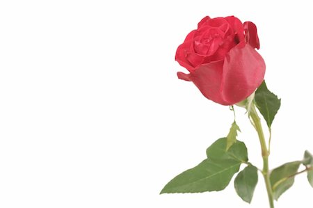 One red rose on a white background Stockbilder - Microstock & Abonnement, Bildnummer: 400-03952147