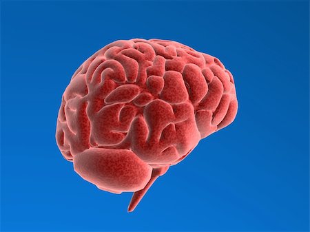 3d rendered anatomy illustration of a human brain Stock Photo - Budget Royalty-Free & Subscription, Code: 400-03952157