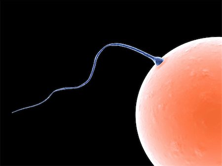 fertilization (egg and sperm) - 3d rendered anatomy close up of a human egg a nd sperms Stock Photo - Budget Royalty-Free & Subscription, Code: 400-03952164