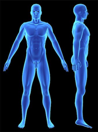 simsearch:400-03966260,k - 3d rendered illustration of a human body shape Stockbilder - Microstock & Abonnement, Bildnummer: 400-03952251