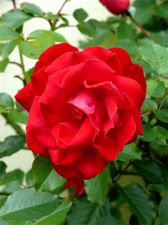 closeup portrait of garden red rose with leaf Fotografie stock - Microstock e Abbonamento, Codice: 400-03952358