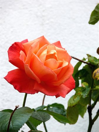 closeup portrait of garden red rose with leaf Fotografie stock - Microstock e Abbonamento, Codice: 400-03952359