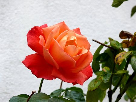 closeup portrait of garden red rose with leaf Fotografie stock - Microstock e Abbonamento, Codice: 400-03952360