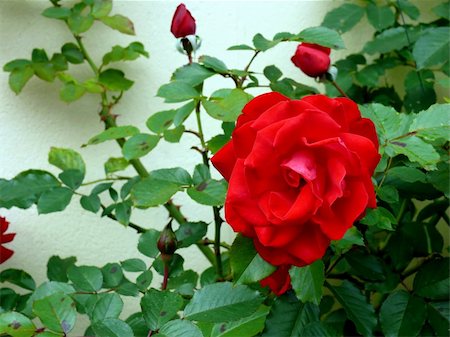 closeup portrait of garden red rose with leaf Fotografie stock - Microstock e Abbonamento, Codice: 400-03952361