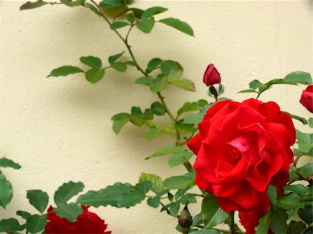 portrait of garden red rose with leaf Fotografie stock - Microstock e Abbonamento, Codice: 400-03952362