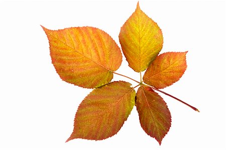 simsearch:400-03936734,k - Autumn leaf isolated on white background Stockbilder - Microstock & Abonnement, Bildnummer: 400-03952429