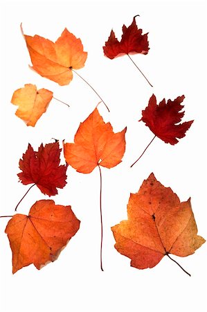 simsearch:400-03936734,k - Autumn leafs isolated on white background Stockbilder - Microstock & Abonnement, Bildnummer: 400-03952432