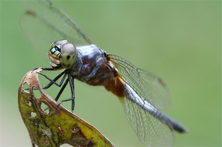 simsearch:862-08090237,k - Wild dragonfly at rest. Photographie de stock - Aubaine LD & Abonnement, Code: 400-03953054