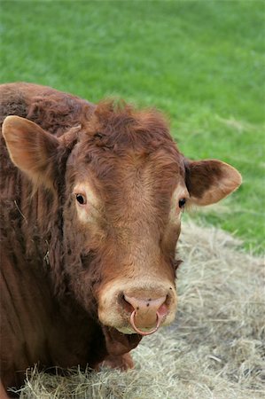 simsearch:400-03957687,k - Face and upper body of a brown bull with a nose ring. Photographie de stock - Aubaine LD & Abonnement, Code: 400-03953221