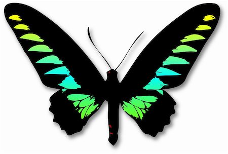 simsearch:859-07961775,k - Butterfly illustration isolated on white Fotografie stock - Microstock e Abbonamento, Codice: 400-03953326