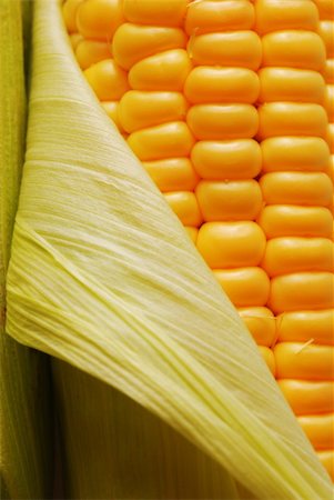 simsearch:824-07310382,k - Freshly harvested corn, close up. Stockbilder - Microstock & Abonnement, Bildnummer: 400-03953329