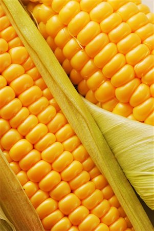 simsearch:600-07288072,k - Freshly harvested corn, close up. Foto de stock - Royalty-Free Super Valor e Assinatura, Número: 400-03953330