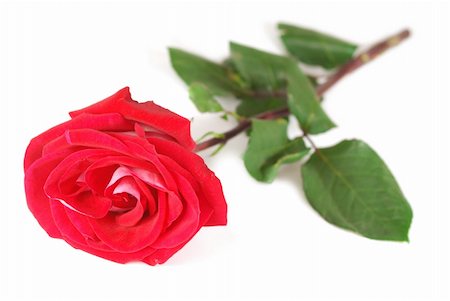 simsearch:400-03949038,k - Red rose isolated on white Photographie de stock - Aubaine LD & Abonnement, Code: 400-03953332
