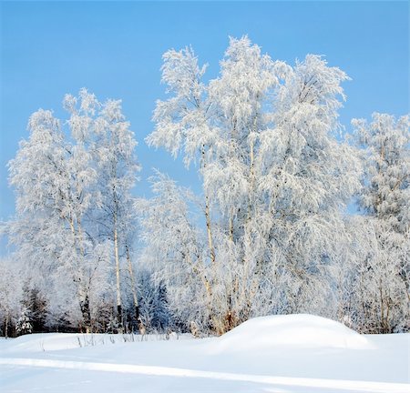 The Winter. The Freezing day. The Snow rests upon the land and tree.. Fotografie stock - Microstock e Abbonamento, Codice: 400-03953366