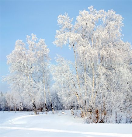 The Winter. The Freezing day. The Snow rests upon the land and tree. Fotografie stock - Microstock e Abbonamento, Codice: 400-03953368