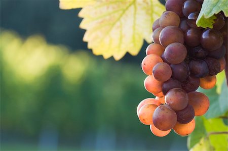 simsearch:400-04902855,k - Grapes in the evening sun in a french vineyard Stock Photo - Budget Royalty-Free & Subscription, Code: 400-03964017