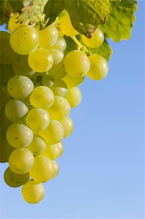 simsearch:400-04902855,k - A bunch of ripe grapes against blue sky Stock Photo - Budget Royalty-Free & Subscription, Code: 400-03964018