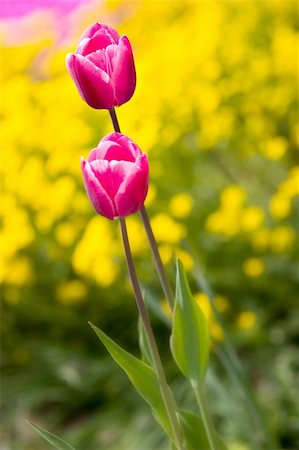 simsearch:622-06191257,k - Two tulips in a garden with vivid colors. Photographie de stock - Aubaine LD & Abonnement, Code: 400-03964106