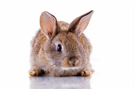 Cute bunny looking at the camera. Isolated on white with reflection. Stock Photo - Budget Royalty-Free & Subscription, Code: 400-03964178