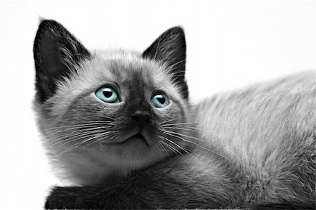 simsearch:400-04611875,k - Small kitten close-up on white background. Photographie de stock - Aubaine LD & Abonnement, Code: 400-03964185