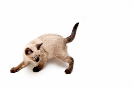 simsearch:400-04566929,k - Baby siamese kitten, on a funny pose, playing. Stock Photo - Budget Royalty-Free & Subscription, Code: 400-03964186