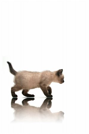 Small kitten walking with reflection on white background. Photographie de stock - Aubaine LD & Abonnement, Code: 400-03964187