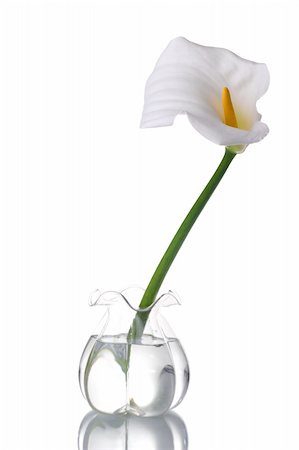 A white calla on a glass jar with water, reflected. Isolated on white background Photographie de stock - Aubaine LD & Abonnement, Code: 400-03964181