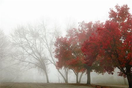 simsearch:400-04318525,k - colorful foggy morning with row of trees Stock Photo - Budget Royalty-Free & Subscription, Code: 400-03964405