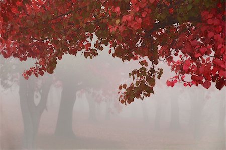 simsearch:400-04318525,k - hanging leaves on a foggy morning with tree trunks in the background Stock Photo - Budget Royalty-Free & Subscription, Code: 400-03964406