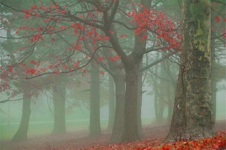 simsearch:400-04318525,k - tree with colorful autumn leaves on a misty foggy morning Stock Photo - Budget Royalty-Free & Subscription, Code: 400-03964407