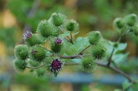 simsearch:696-03401951,k - purple flower of a thistle against green foliage growth background Foto de stock - Super Valor sin royalties y Suscripción, Código: 400-03964409