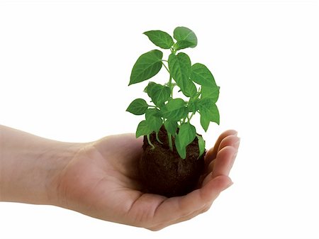 setting table hands - Holding a new plant Stock Photo - Budget Royalty-Free & Subscription, Code: 400-03964477